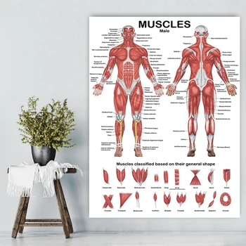 2023 Новый анатомический плакат мышечной системы Таблица анатомии мышц спереди / сзади 19,69x27,56 дюйма для спортзала больницы
